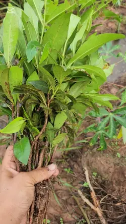 ដាំព្រីង