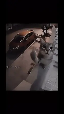Cats trolling 