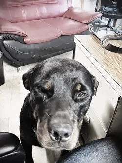 rottweiler 