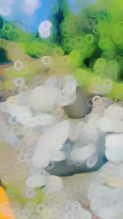 Slow-Mo