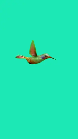 Bird meme