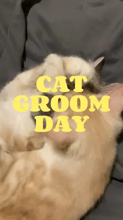 Cat groom day