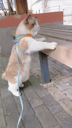 Marites na pusa