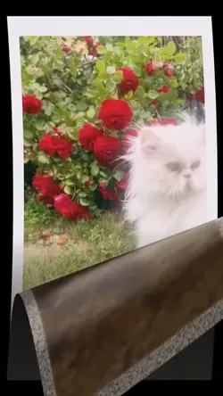 Privirea ei vindecă 