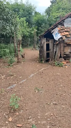 mẫu sâm đất