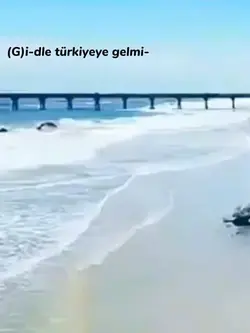 uçan kaplumbağaa
