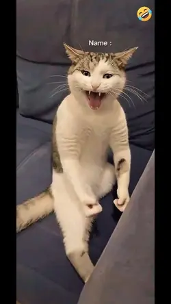Bruce Lee Cat...
