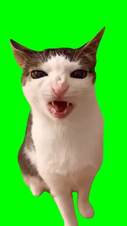 Cat eating crunchy
