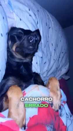 cachorro errado