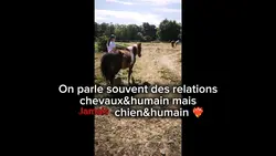 Chien&humain
