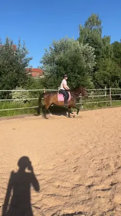 Dressage