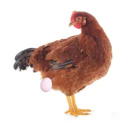 Happy Bhirtday akımı
