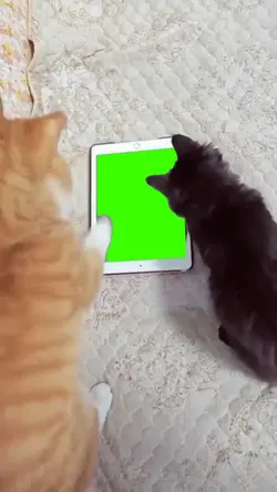 cat play with ipad