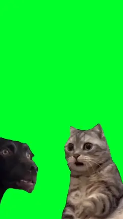 cat dog