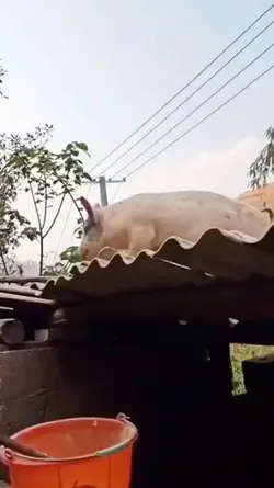 hook pig