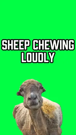 LOUD CHEWING SHEEP