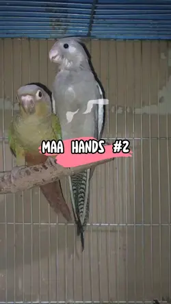 Maa Hands #2