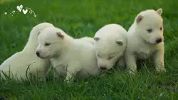 cute baby dogs