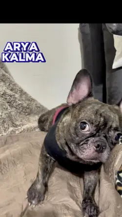 Arya kalma