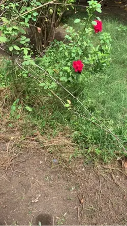 Beautiful 