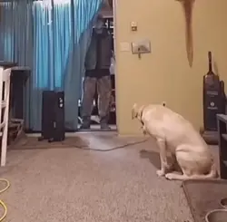 Silly dance 