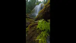 NATURE VIBES