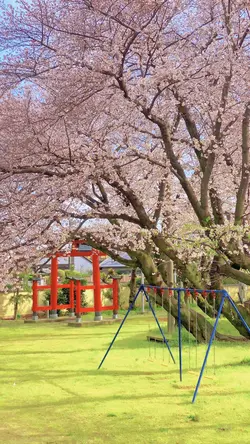 Sakura