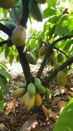 Frutas