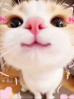 Uma Musume
