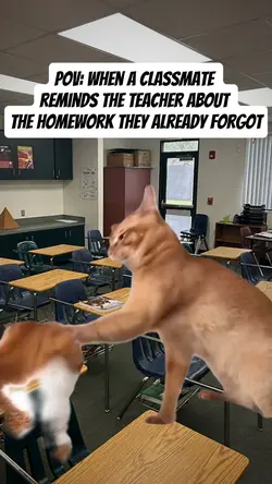 cat fighting 