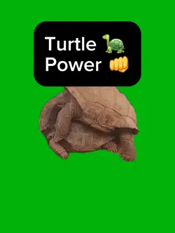Turtle Power 