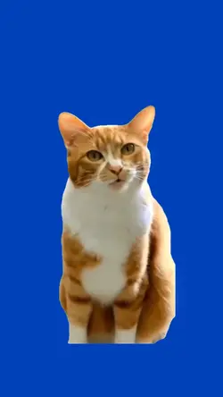 Cat Meme