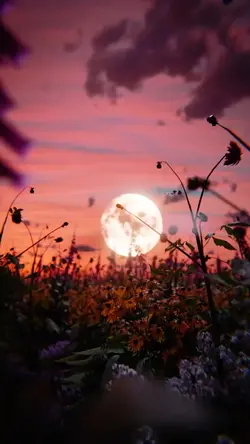 starry moon