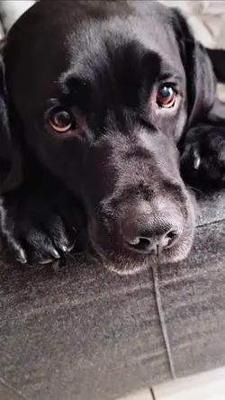 mignon