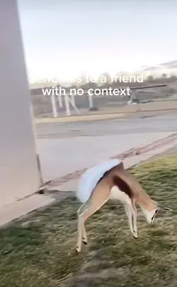 Deer hits griddy 