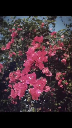1 Ảnh + Màu