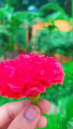 ফুলই দিও