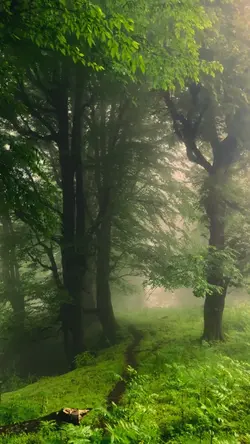 Nature videography