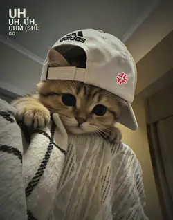esthetic cat