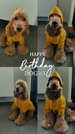 Birthday my dog 🐶 