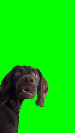 SHOCKING DOG
