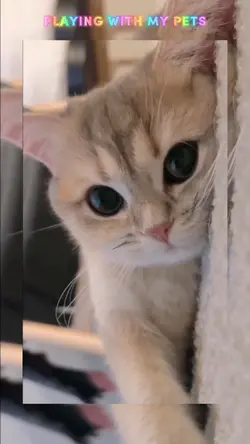Playing with my pets