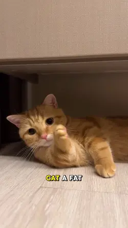 I NEED A CAT A FAT