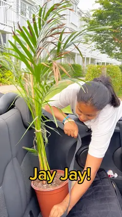 Plant