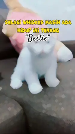 Kucing goyang kepala