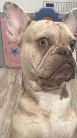 French bulldog