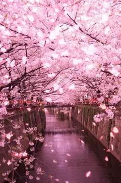コブクロ SAKURA