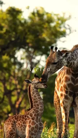 Africa 