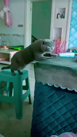 meme video