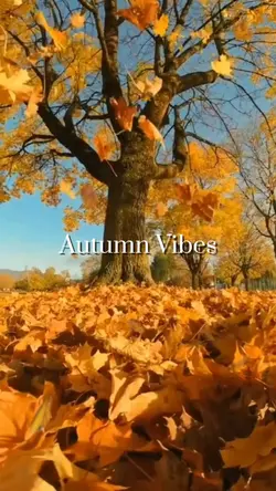 Autumn Vibes